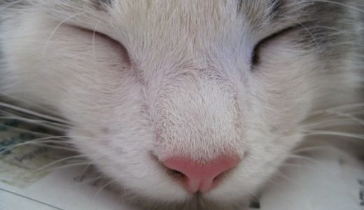 【ノミ・ダニ・マダニ予防/フィラリア】猫を飼っているあなたへ！